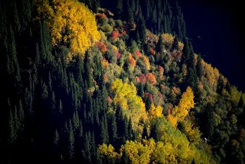 Леса казахстана