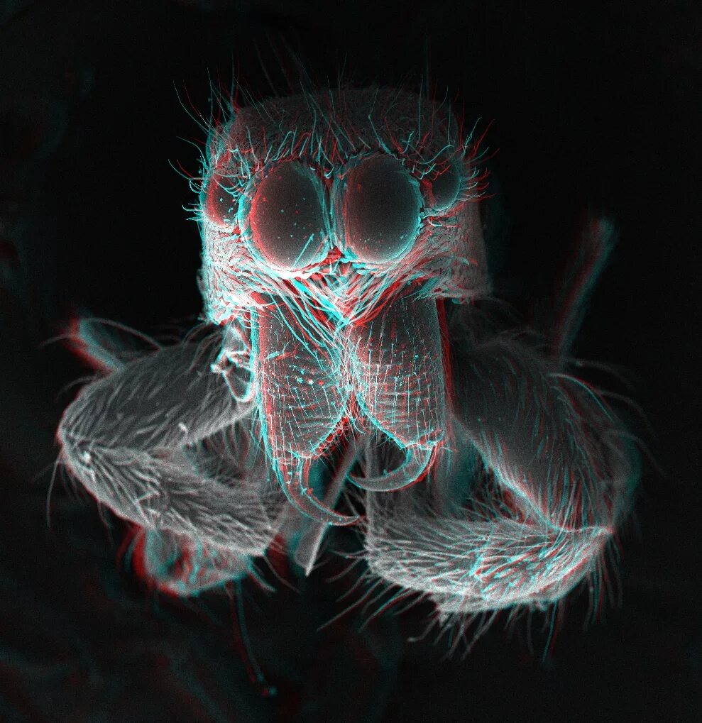 Estas imagens macroscópicas vão mudar a forma como você vê alguns bichos - Mega 