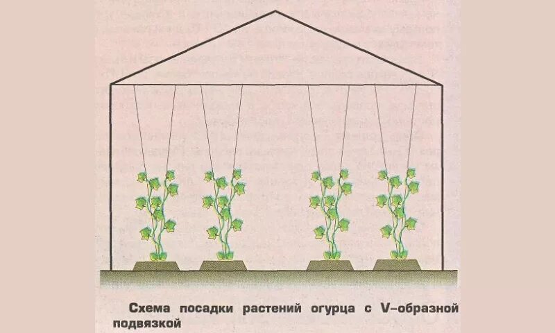 Огурцы выращивание и уход в теплице. Схема посадки рассады огурцы в теплице. Схема высадки рассады огурцов в теплицу. Подвязать огурцы в открытом грунте схемы. Схема подвязки огурцов в теплице.