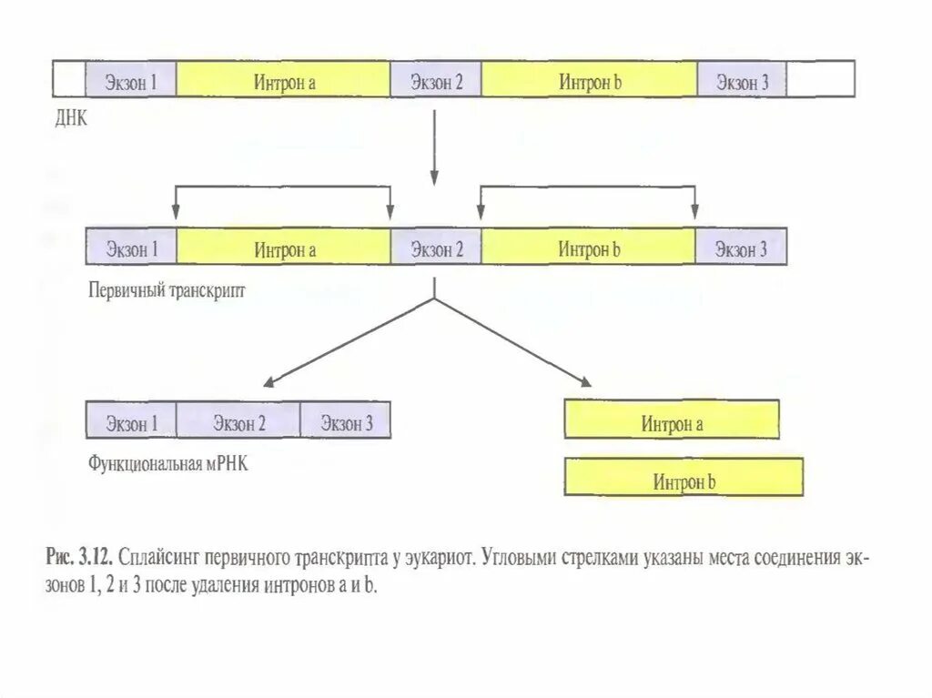 Интрон Экзон структура Гена. Экзон Интрон сплайсинг. Интроны и экзоны ДНК. Интрон экзонная организация генов. Экзон рф ответы