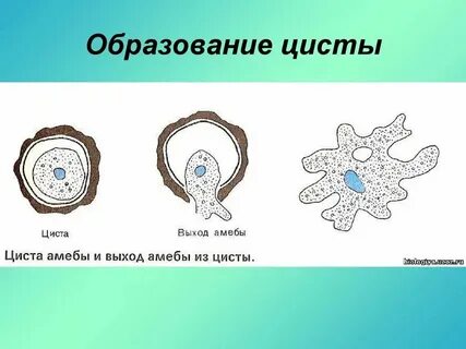 Амеба образует цисту