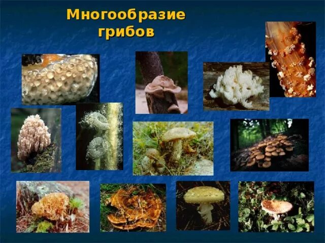 Значение грибов в природе 7 класс биология. Группы грибов биология. Грибы разнообразие. Многообразие грибов. Многообразие грибов в природе.