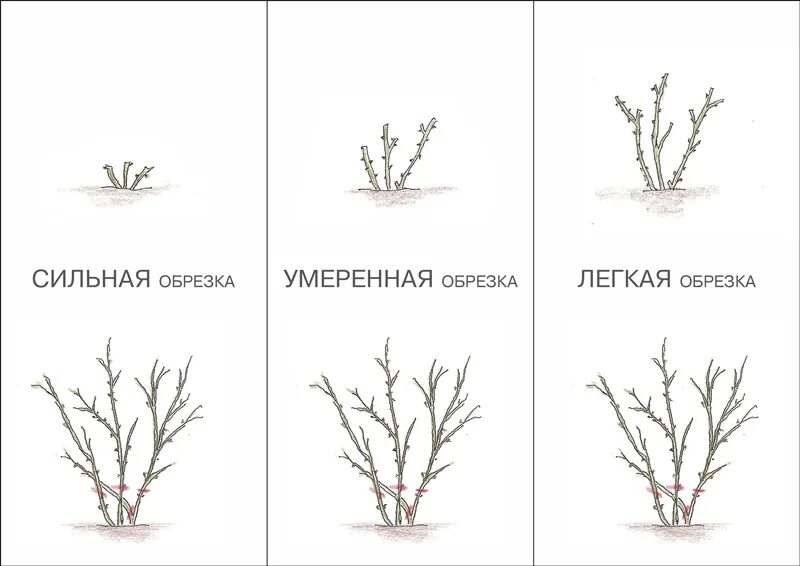 Как подрезать на зиму. Схема обрезки роз флорибунда. обрезка роз на зиму схема. правильная обрезка роз весной схема. схема обрезки кустовых роз.