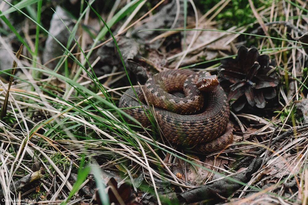 ядовитые змеи кировской области гадюки. гадюка черноземья. гадюка брянской области. змея огневка сибирская. змеи в лесу.
