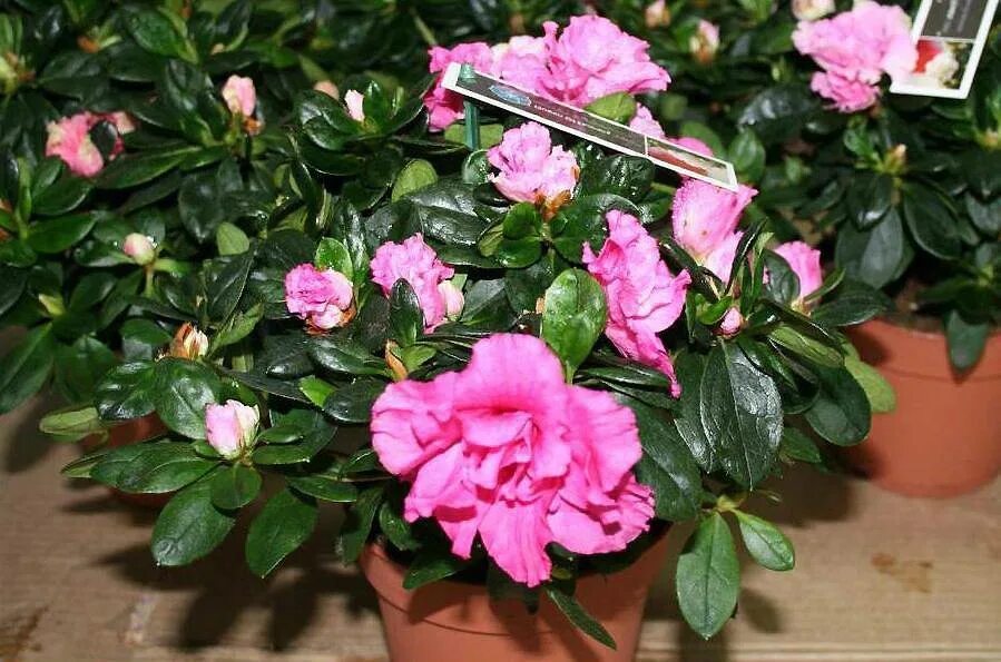 8 Houseplants That Are Harder to Grow Than You Think Azalea flower, Pretty plant