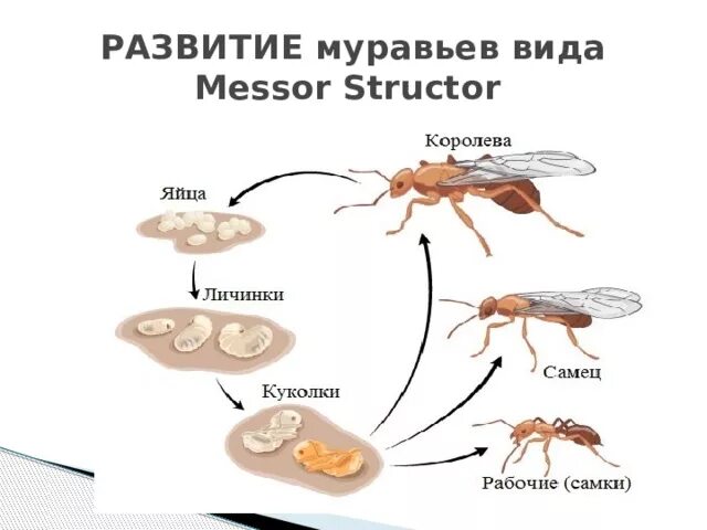 Какое развитие у муравья. Стадии развития муравья жнеца схема. Стадии развития муравья жнеца. Яйца муравьев жнецов стадии развития. Стадия развития муравья яйцо личинка.