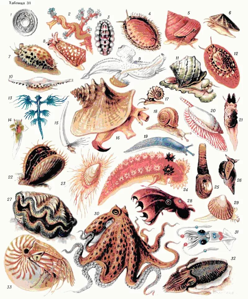 Моллюски животные. Беспозвоночные животные. Ракообразные моллюски. Беспозвоночные морские животные. Типы беспозвоночных моллюсков
