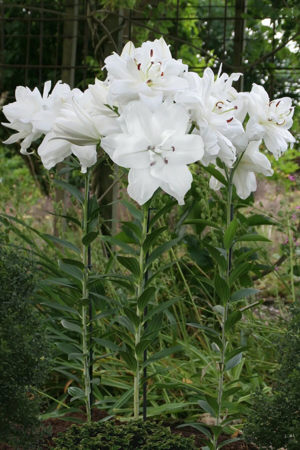Pure lily