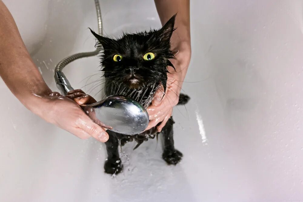 Как мыть кота в ванной. Кот купается. кот купается в ванной. мытье кота. черный кот моется.