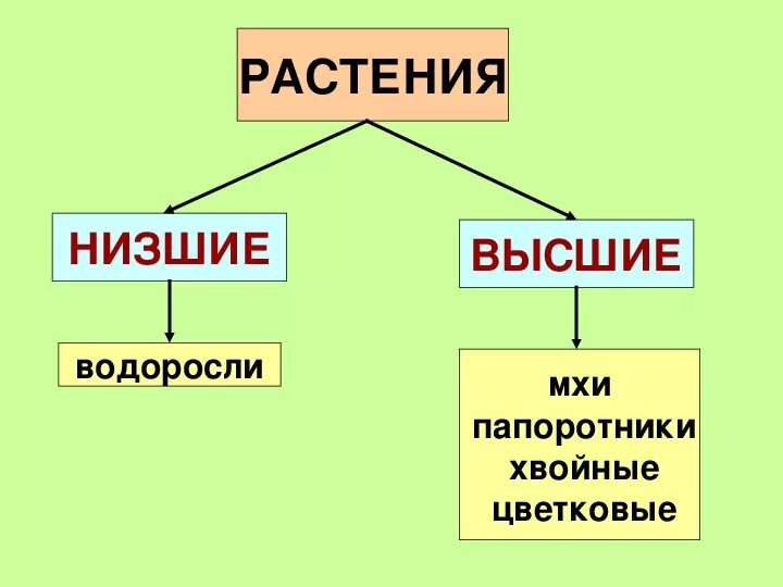 Схема растений низшие высшие. Группы растений высшие и низшие. Растения низшие и высшие схема. Низшие растения виды. Классы высших растений.