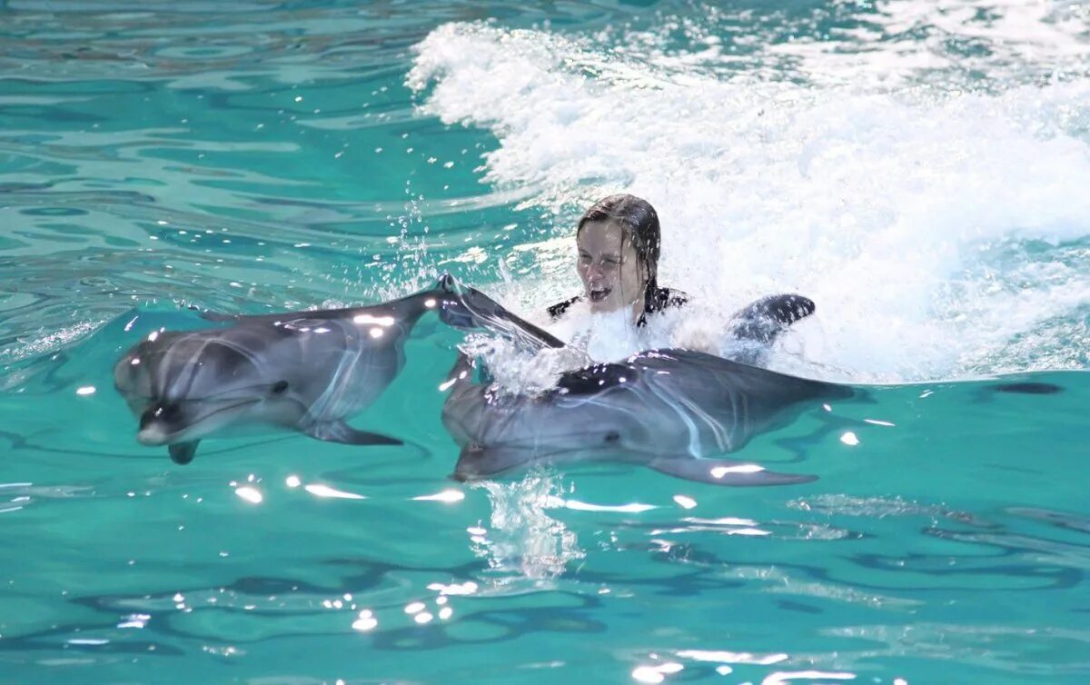 Плавание с дельфинами. Купание с дельфинами. Плавание с дельфинами в открытом море. Плавание с дельфинами в Сочи. Скорость дельфина в воде
