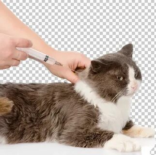 Включи кот укол
