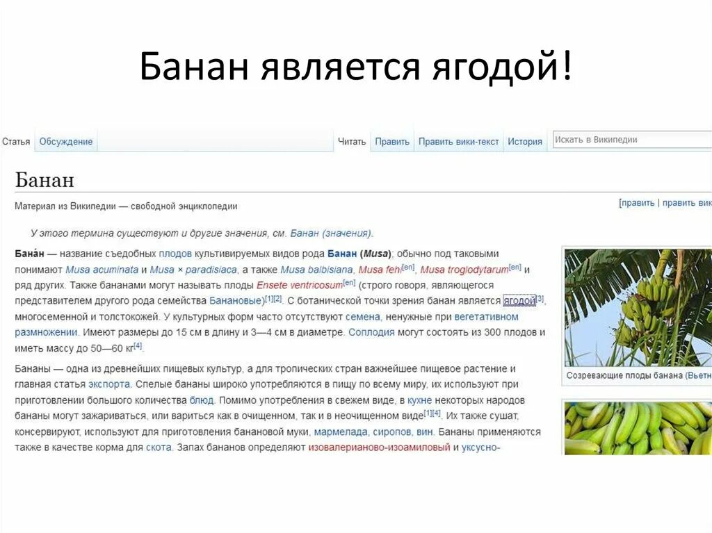 Ягода с ботанической точки зрения. Банан с Ботанической точки зрения является. Банан является травой. Семейство банановые представители. Плод с Ботанической точки зрения является.