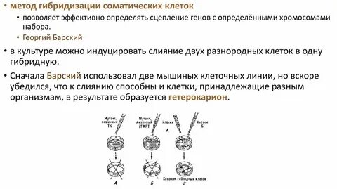 Механизм кроссинговера
