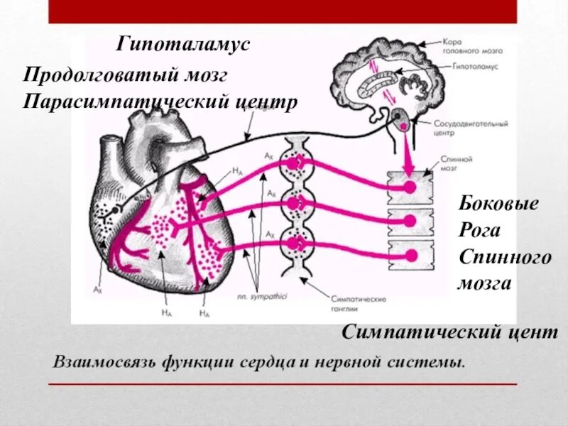 Схема нервно-рефлекторной регуляции деятельности сердца. Симпатическая и парасимпатическая иннервация сердца. Регуляция работы сердца схема. Симпатическая иннервация сердца схема. Парасимпатическая иннервация сердца