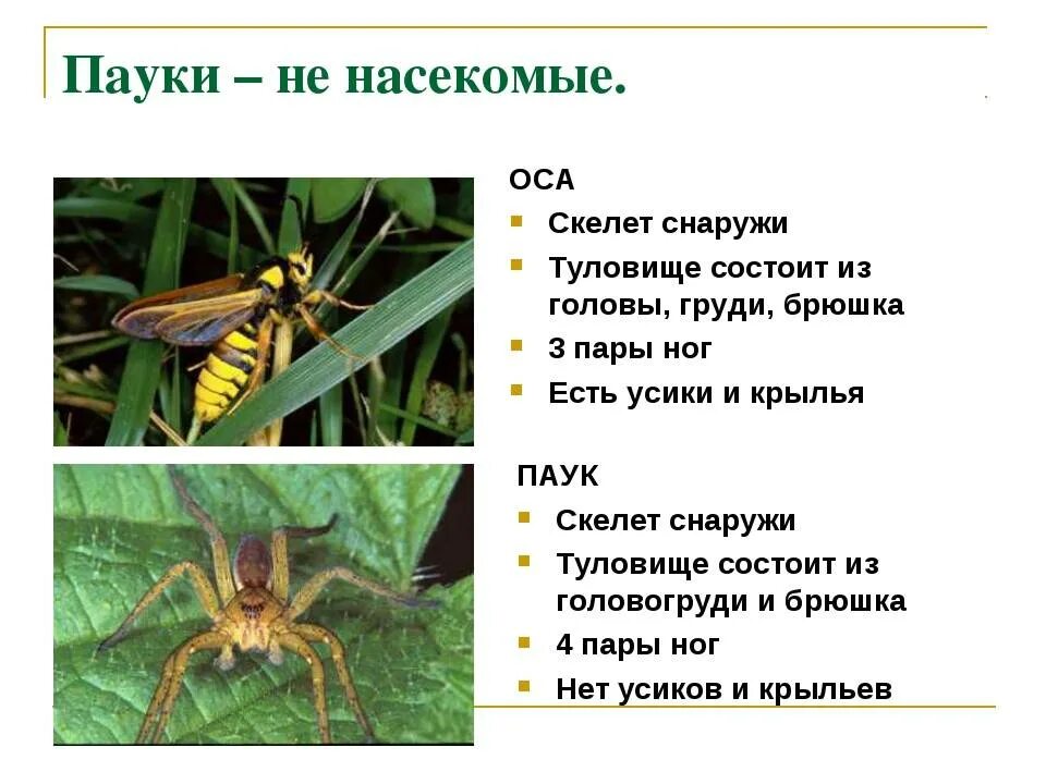 Признаки паукообразных животных. Насекомые и паукообразные. Отличие насекомых от паукообразных. Чем отличаются насекомые от паукообразных. Разница между насекомыми и паукообразными.