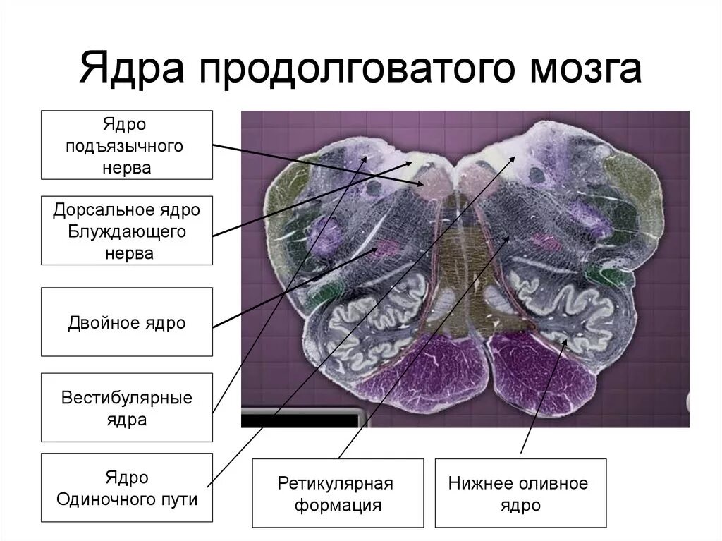 Оливное ядро продолговатого мозга. Основные ядра продолговатого мозга. Продолговатый мозг строение ядра. Поперечный срез продолговатого мозга схема.