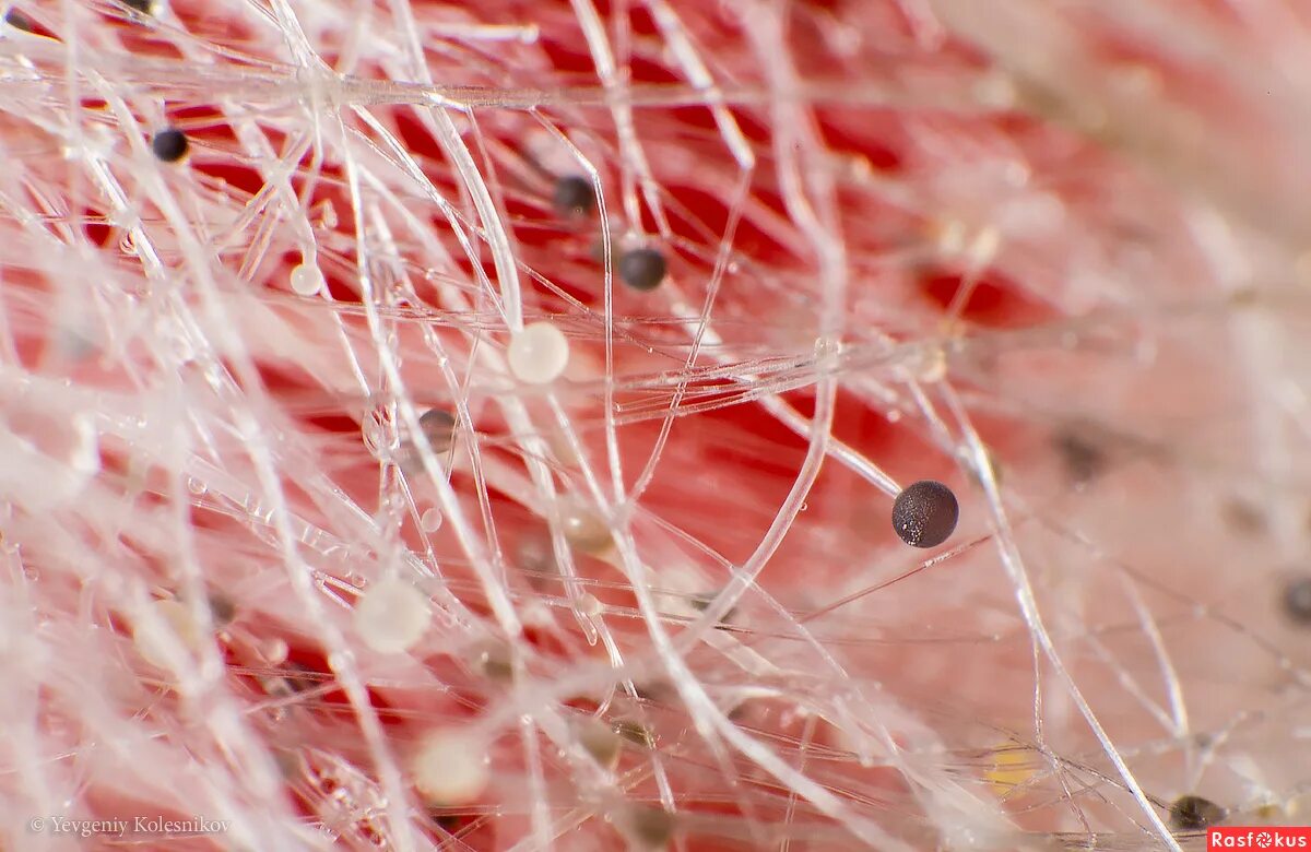 Свежая плесень. Розовая плесень под микроскопом.