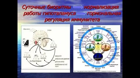 Суточные биологические ритмы
