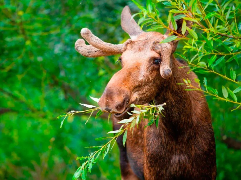 Европейский Лось alces alces. Лось лосиха лосенок. Лось питание. Лось питается.