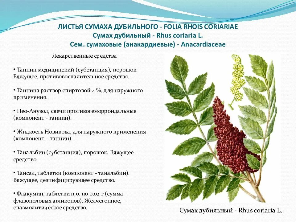 Сумах дубильный (Rhus coriaria. Сумах дубильный Фармакогнозия. Сумах дубильный – Rhus coriaria l.. Сумах дубильный гербарий.