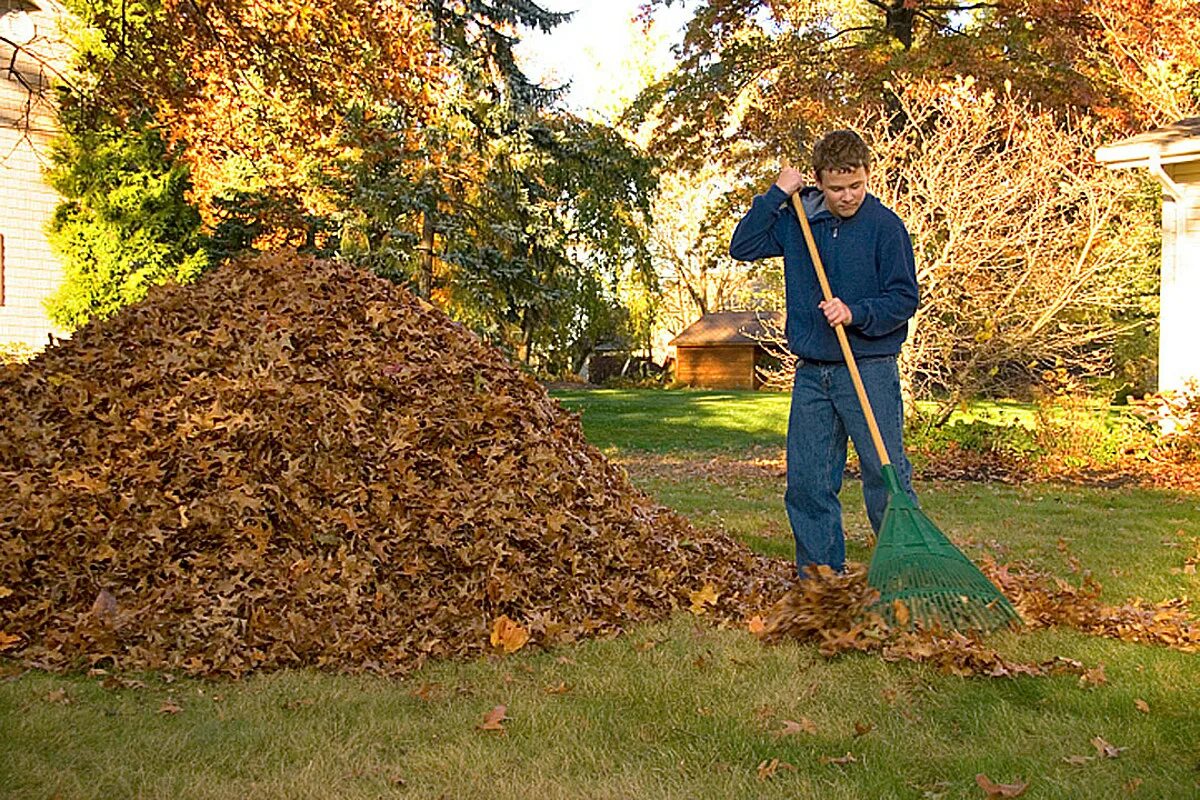 Нужно ли убирать листву. Осенние работы. Уборка листьев в саду. Сбор листьев. Уборка опавших листьев.