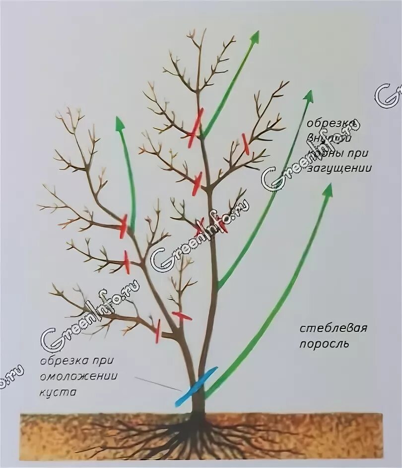 Как формировать иргу
