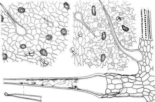 Микроскопия листа крапивы двудомной. Микроскопия листа череды трехраздельной. Лист пастушьей сумки микроскопия.