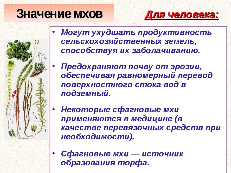 Использование мхов проект