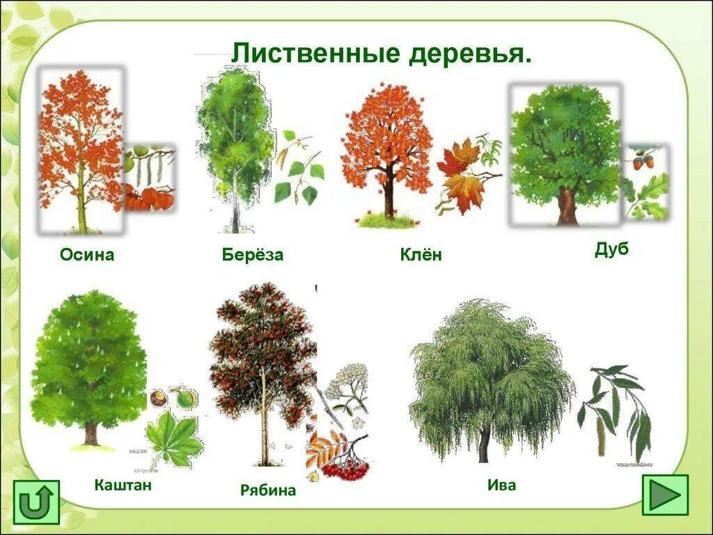 Красивое имена дерева. Деревья лиственного леса. Деревья клен дуб осина ясень. Клен осина дуб. Лиственные деревья 1 класс окружающий мир.