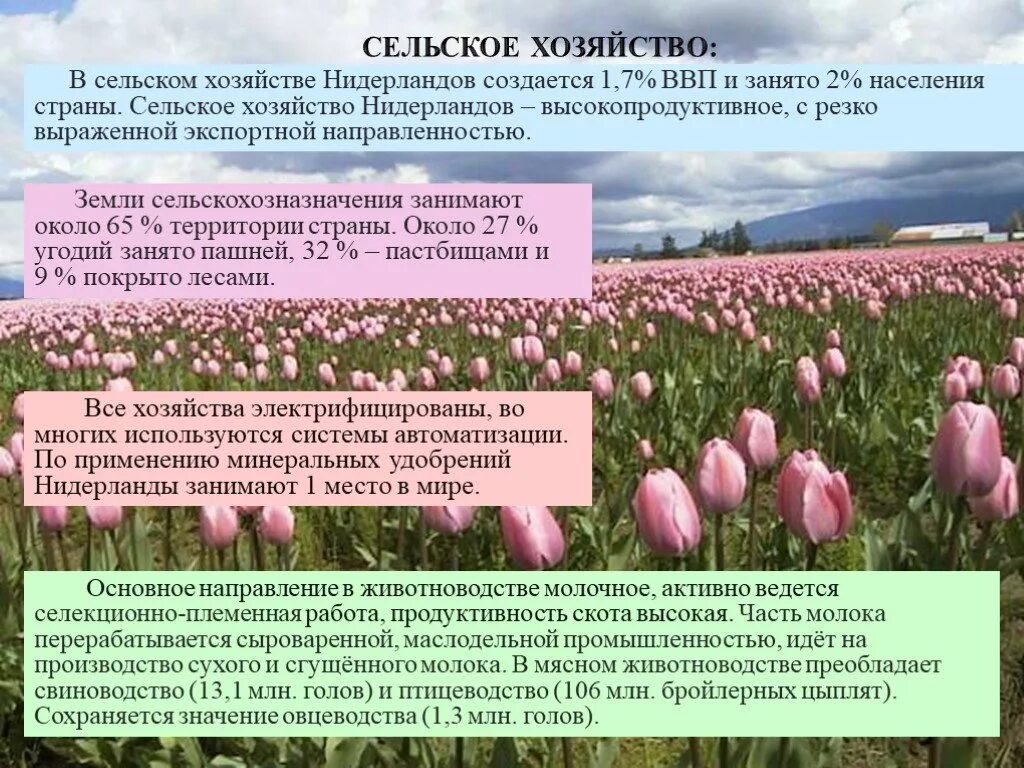 Отрасли специализации нидерландов. Отрасли специализации нидерландов. Отрасли специализации нидерландов. Нидерланды экономика страны. Отрасли международной специализации индии.