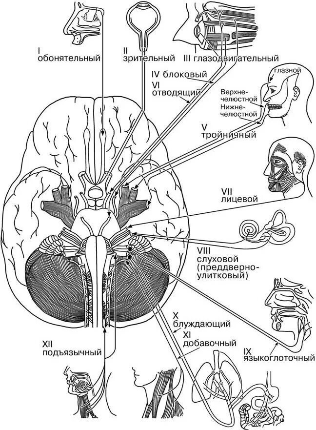 1 6 черепные нервы. Схема 12 пар ЧМН. Иннервация 12 черепных нервов. 12 Пар черепных нервов схема. 12 Пар черепно мозговых нервов анатомия.