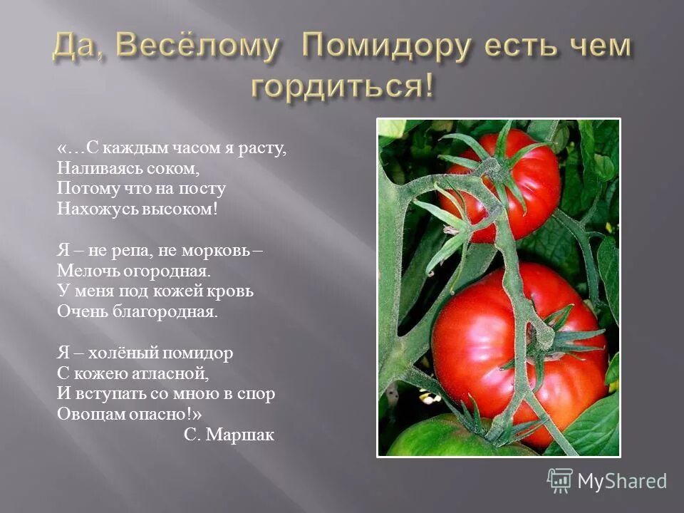 Помидоры любят солнце. Стихотворение про помидор. Помидор группа растений. Строение томата. Культурные растения помидор.