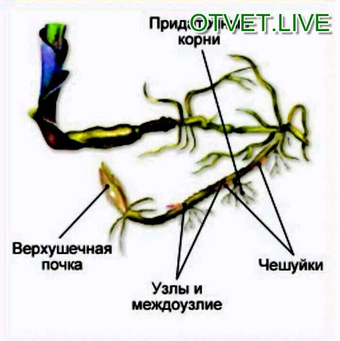Рассмотрите пырей и его корневище. Корневище пырея схема. строение корневища ириса.