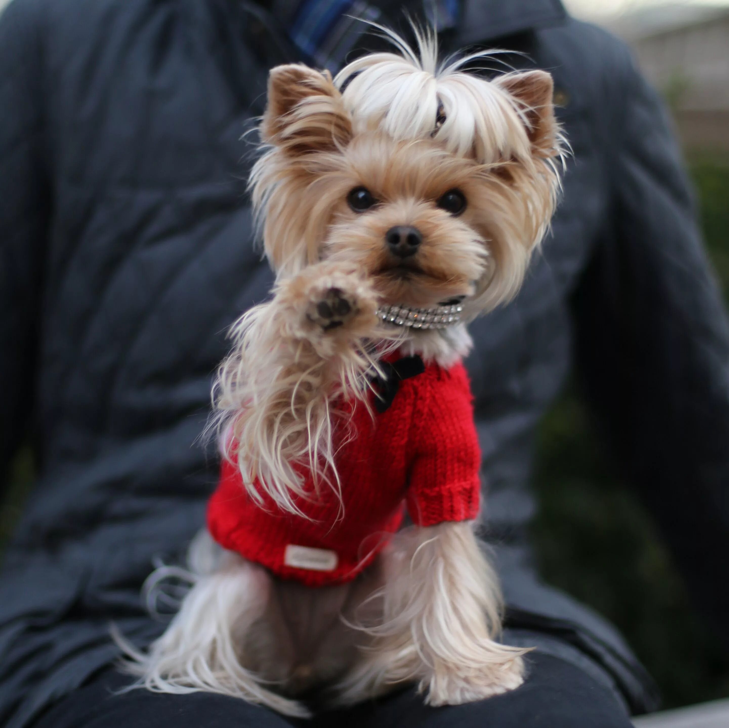 Красивое фото йорка. Милые пёсики йоёкшер терьер. Красивое фото йорка. Йоркширский терьер. Терьер йоркширский малошерстный.