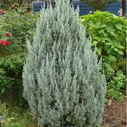 Можжевельник скальный `Спрингбанк`, Juniperus scopulorum `Springbank` СадПарад