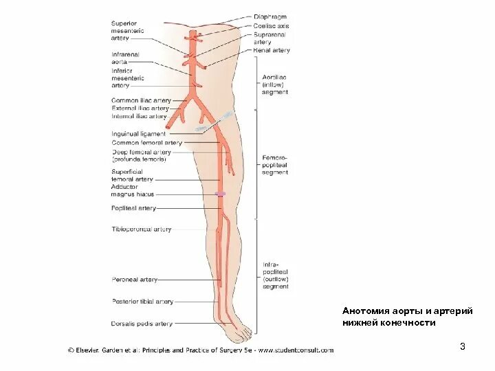 Аорты нижних конечностей. Схема артерий нижних конечностей вид спереди. Артерии нижних конечностей схема. Аорты нижних конечностей схема. Анатомия магистральных сосудов нижних конечностей.