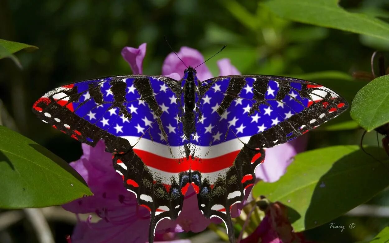 Название самых красивых бабочек. Бабочка Урания Мадагаскарская. Бабочка Кернс Бердвинг. Калифорнийский синий Махаон. Красивые большие бабочки.
