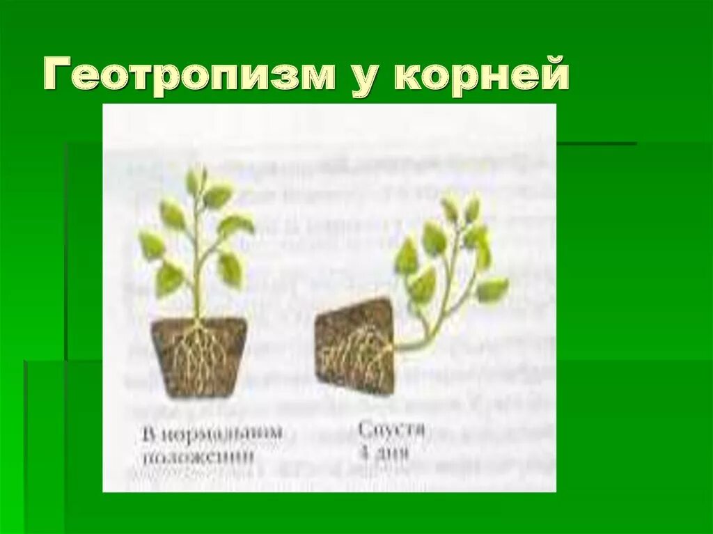 Геотропизм. Отрицательный геотропизм стебля.