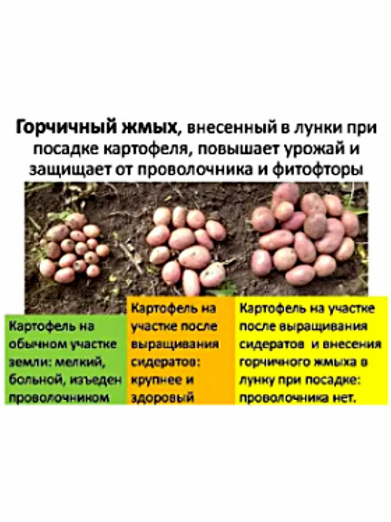 Какие удобрения вносить при посадке картофеля. Горчичный жмых для посадки картофеля. горчичный жмых удобрение. жмых горчицы. как применять горчичный жмых на огороде.