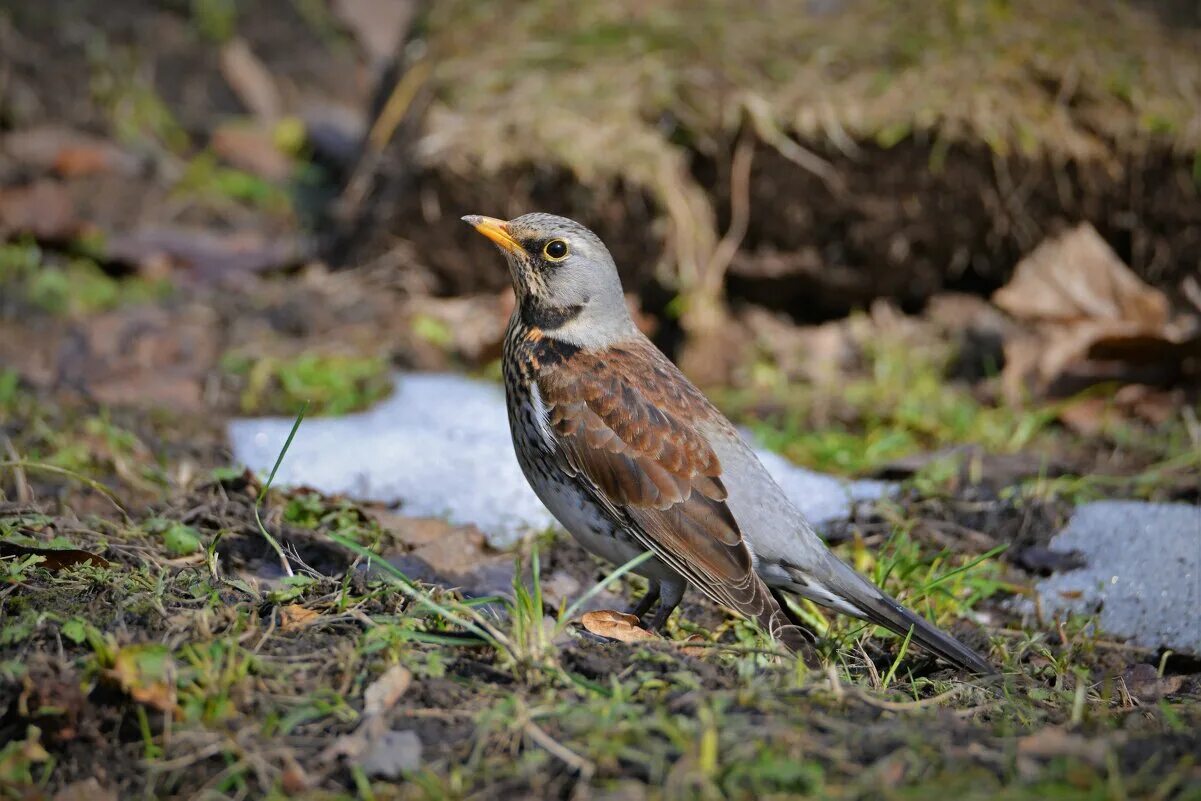 птички православные за звание. китайский воробей. китайский воробей фото. птица усадьба. яшюнай бронзовая птица.