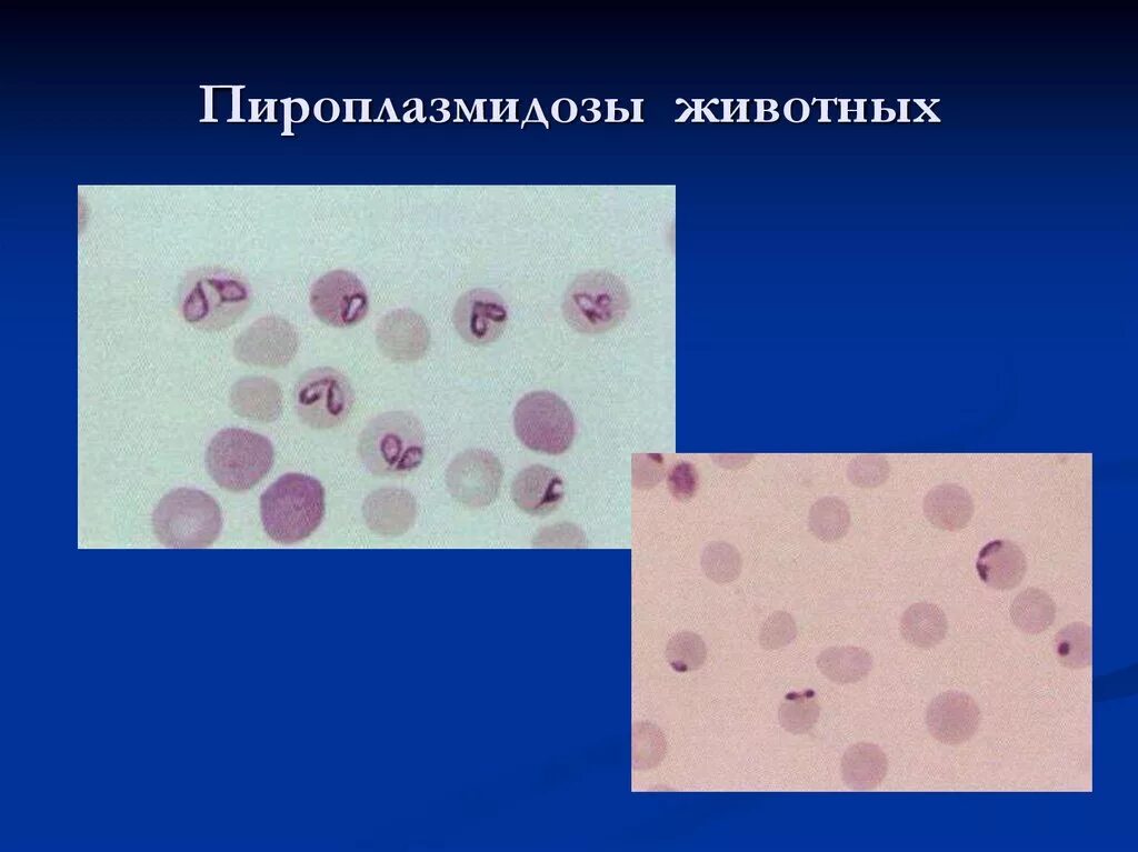 Пироплазмоз мазок крови. Пироплазмоз КРС микроскопия.