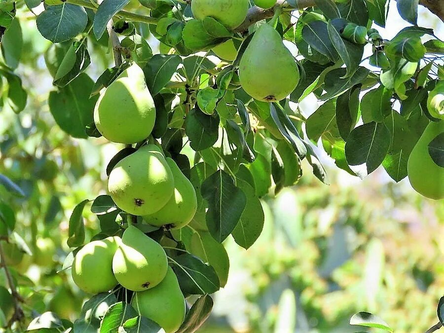 Груша свердловчанка. Груша "Чижовская" Pyrus communis. Груша сорт свердловчанка. Груша сирийская.