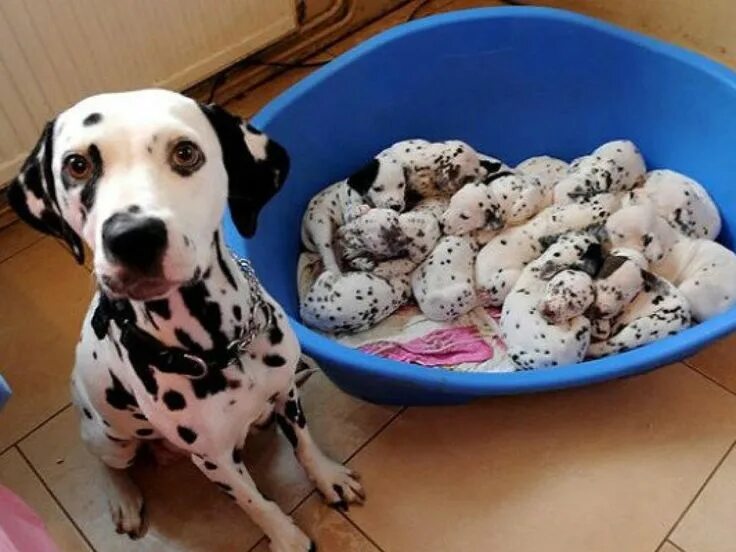 Pin on PUPPERS AND DOGGOS
