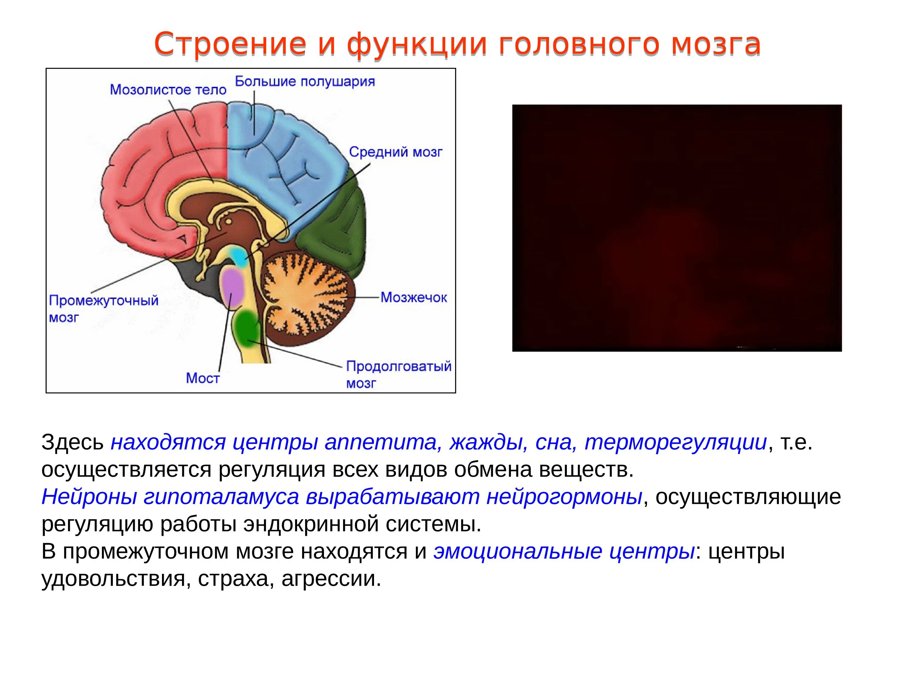 Нервные центры промежуточного мозга. Строение головного мозга. Центр терморегуляции в головном мозге. В промежуточном мозге находятся центры терморегуляции. Функции головного мозга.