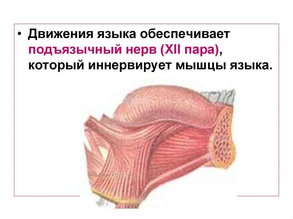 Язык движения это что. Мышцы языка схематично.