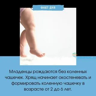 Сколько коленных чашечек