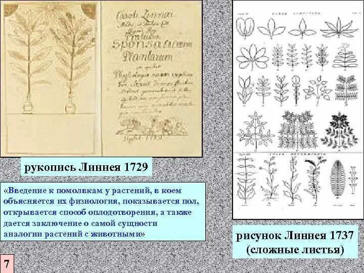 Линней является автором первого эволюционного учения. Линней эволюция. теория эволюции линнея. линней теория. карл линней теория эволюции.