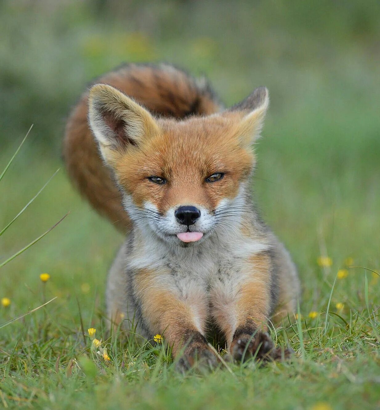 Лисята на природе. Маленький лисенок. Лис морда. Лисенок спит. Спящий лисенок.