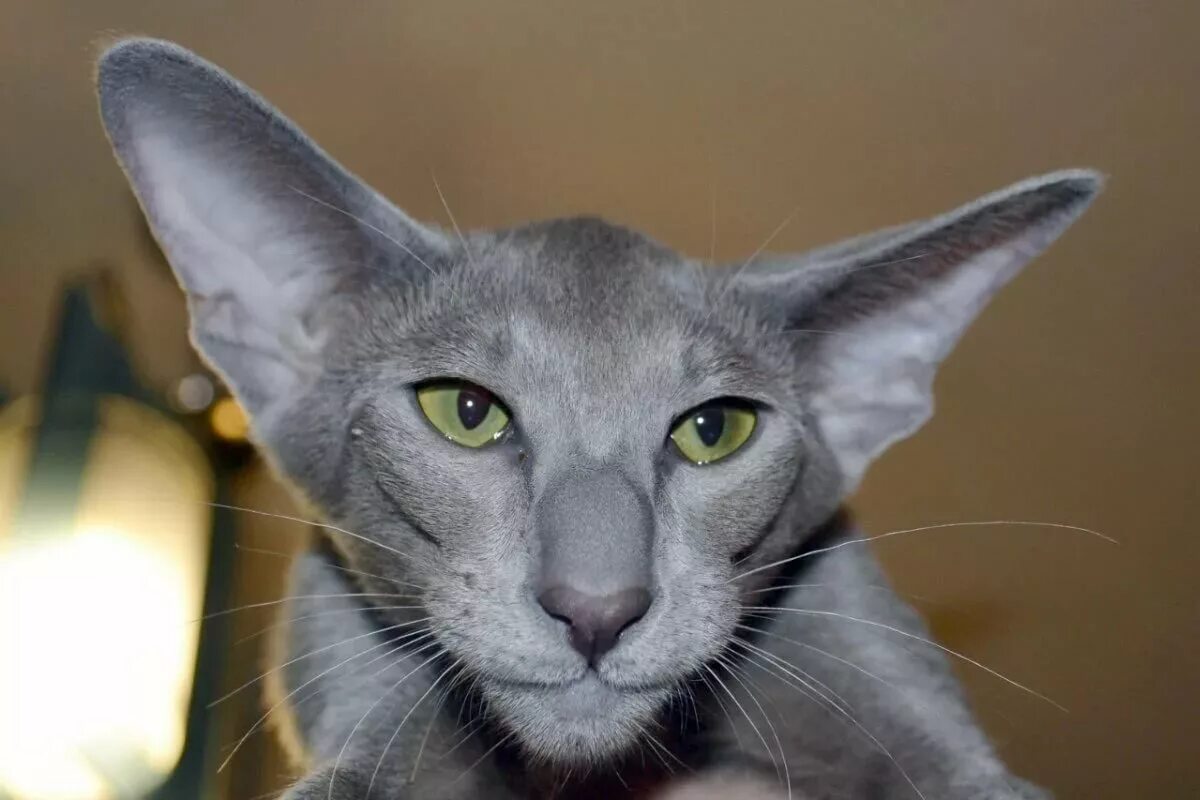 Кошка с стоячими ушами